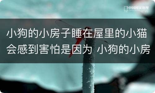 小狗的小房子睡在屋里的小猫会感到害怕是因为 小狗的小房子睡在屋里的小猫会感到害怕为什么